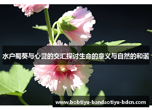 水户蜀葵与心灵的交汇探讨生命的意义与自然的和谐